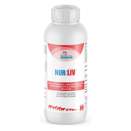 Nur Liv